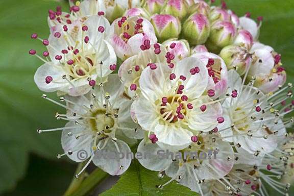 physocarpus opulifolius var intermedius 2 graphic